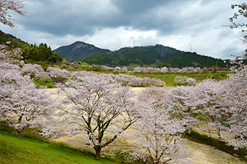 弥栄湖周辺の桜